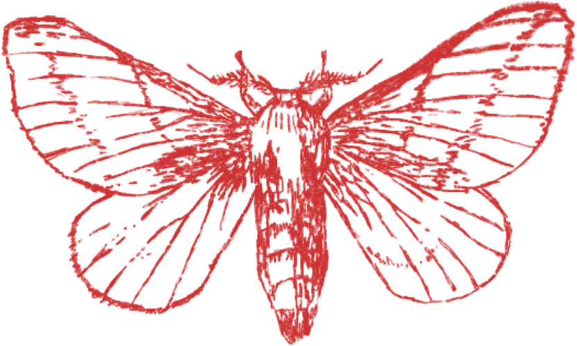 Moth illustration